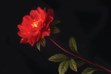 Аленький цветочек