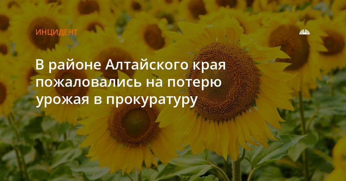 Жители Карасей пожаловались в прокуратуру на потерю урожая из-за пестицидов