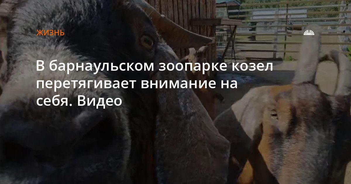 Козел в барнаульском зоопарке не дает снимать других животных