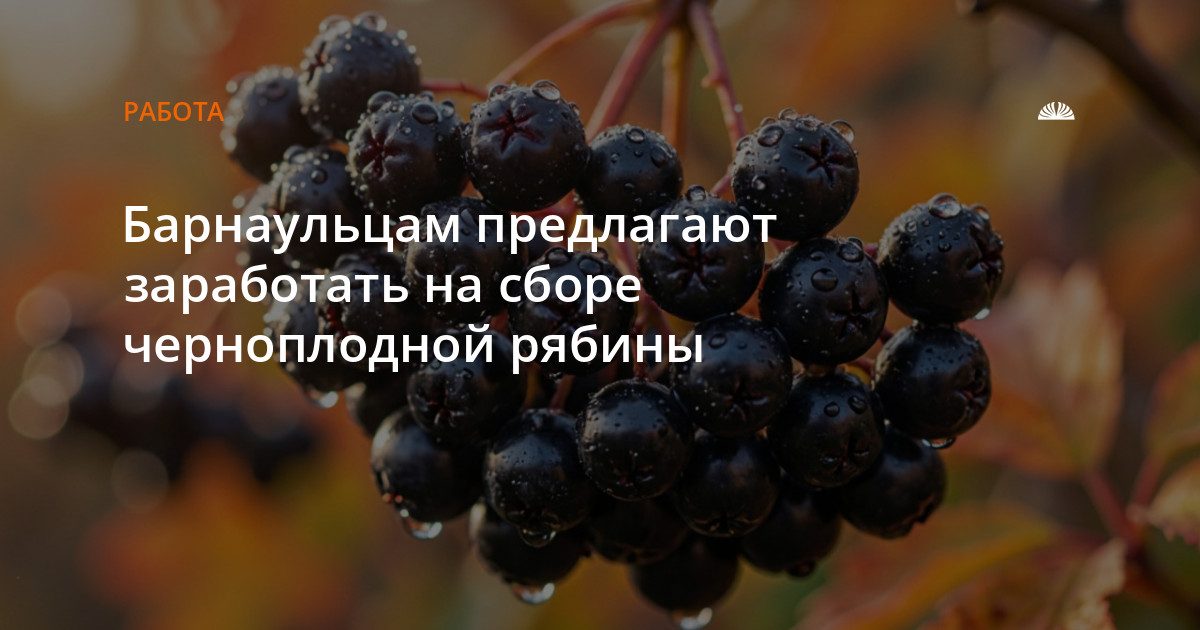 Барнаульцев приглашают собирать черноплодную рябину за 18 рублей за килограмм