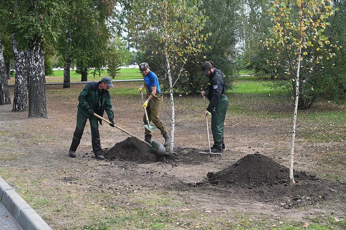В Барнауле высаживают более тысячи крупномерных деревьев