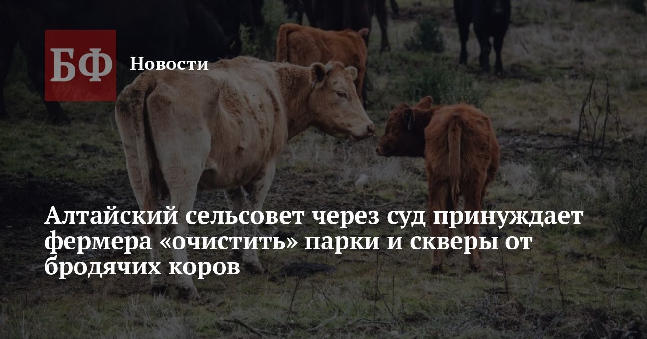 Сельсовет в суде требует от фермера убрать коров из парков и скверов