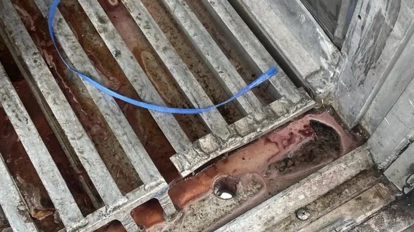 В Барнауле уничтожили три тонны испорченных кальмаров