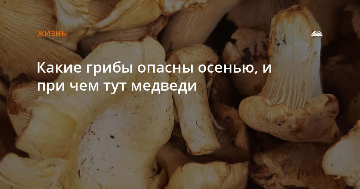 Какие грибы опасны осенью и почему медведи выходят к людям