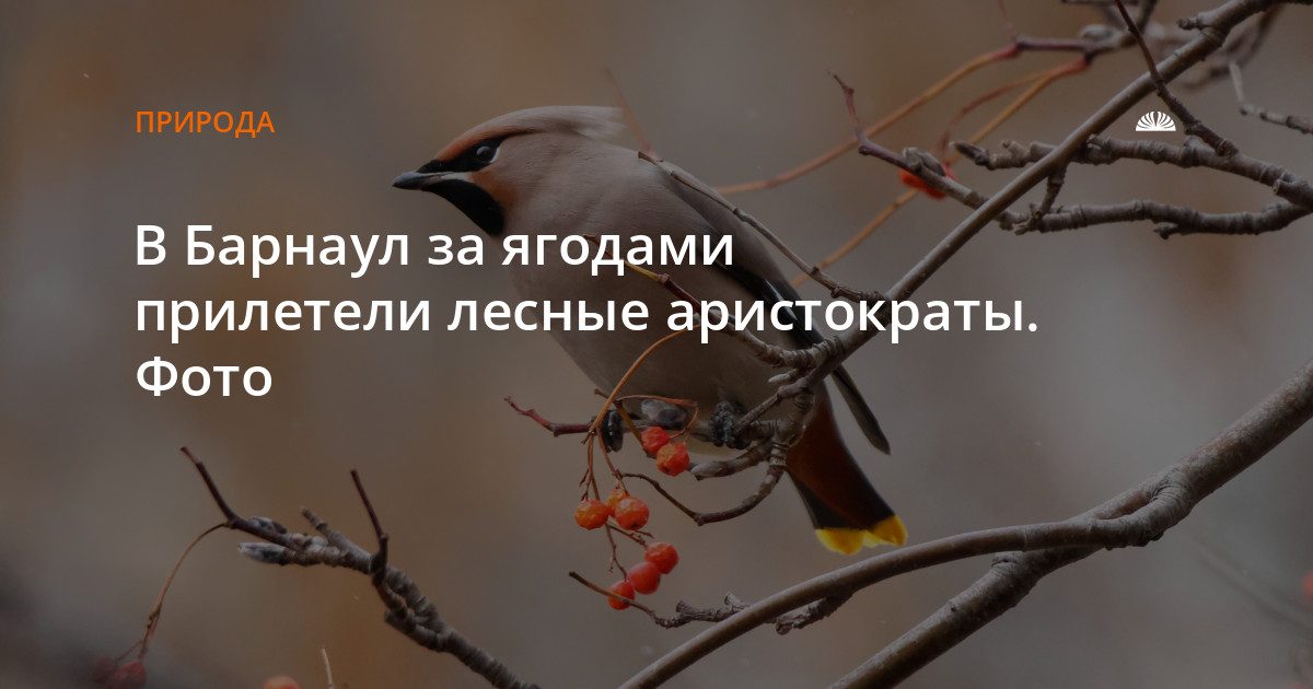 В Барнаул за ягодами прилетели лесные аристократы