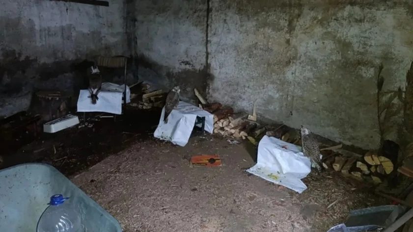 Иностранца будут судить в Алтайском крае за контрабанду редких соколов