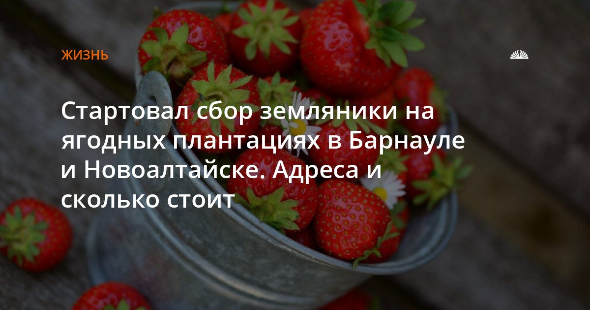 В Барнауле и Новоалтайске начался сбор земляники на плантациях
