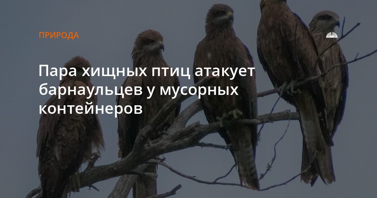 Хищные птицы атакуют прохожих у дома на улице Исакова