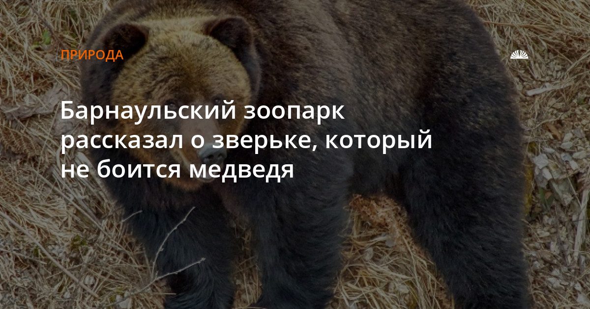 Почему медведь боится росомахи: объяснение из барнаульского зоопарка