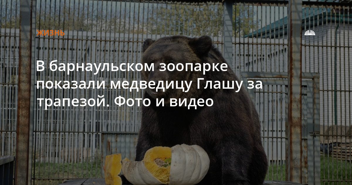 Медведица Глаша в барнаульском зоопарке полакомилась тыквой