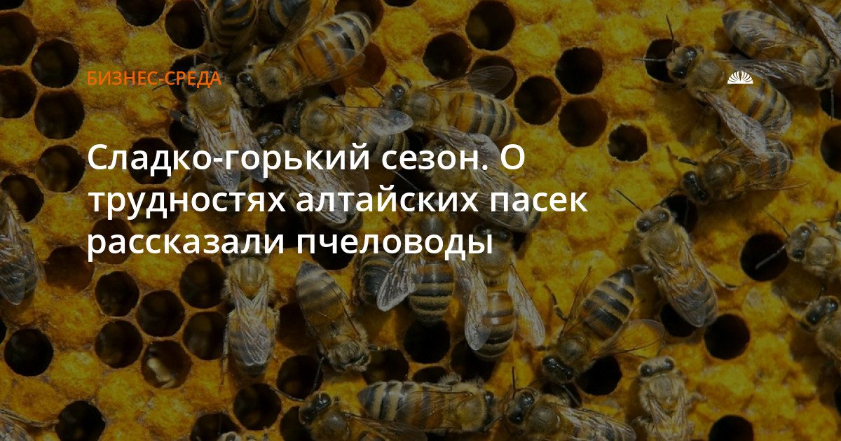 Засуха и химия подорвали медосбор на Алтае