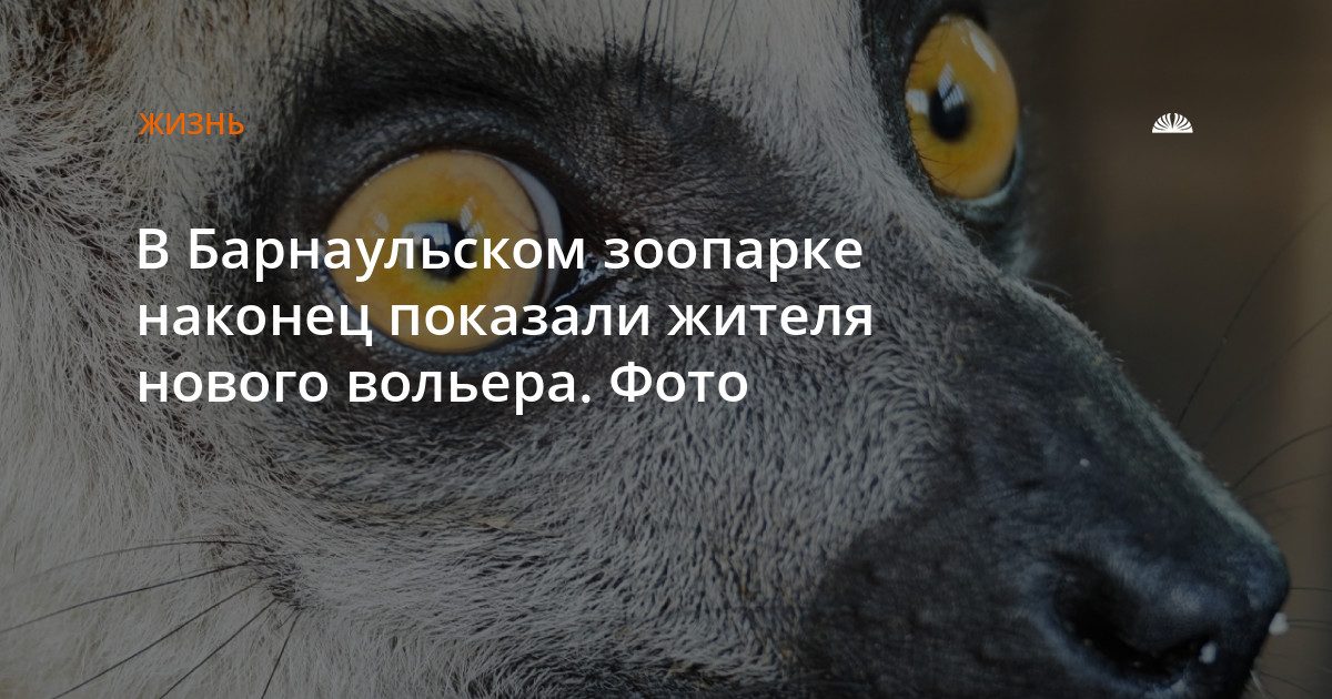 В барнаульском зоопарке поселился кошачий лемур из Новосибирска