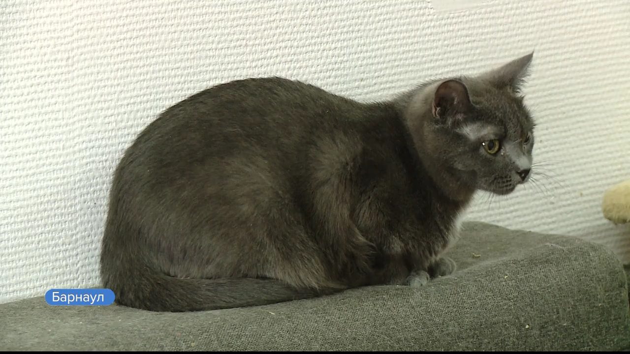 В Барнауле пройдёт благотворительный концерт для приюта «Кошкин дом»