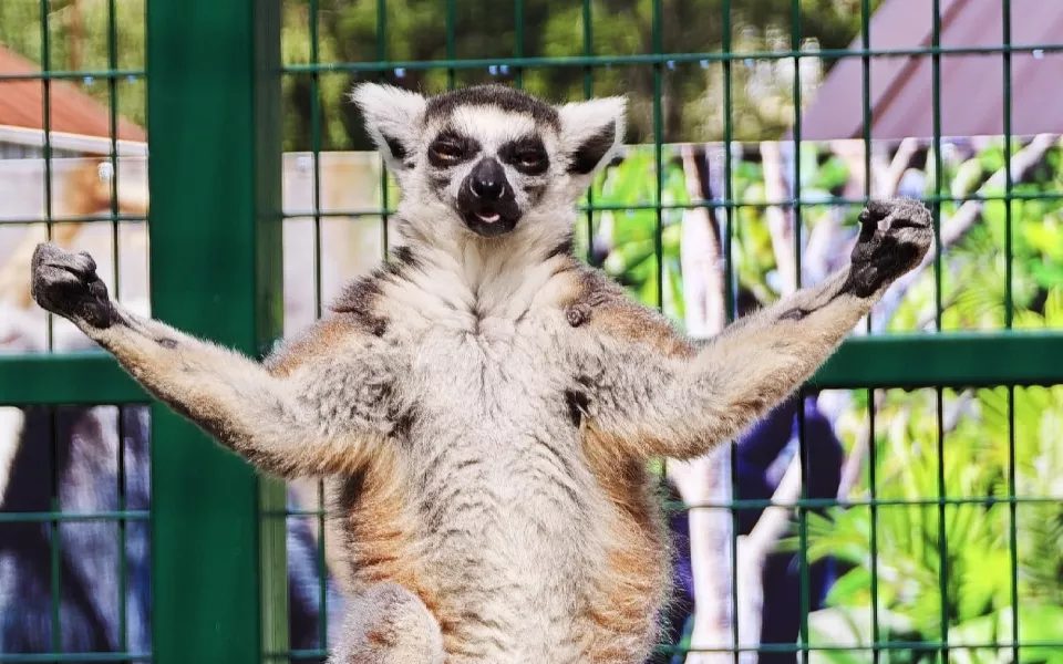 Кошачий лемур Тоша демонстрирует мышцы в барнаульском зоопарке