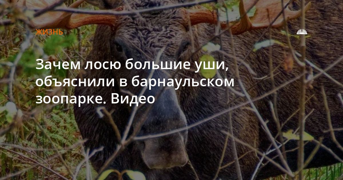 Зачем лосю большие уши: объяснение из барнаульского зоопарка