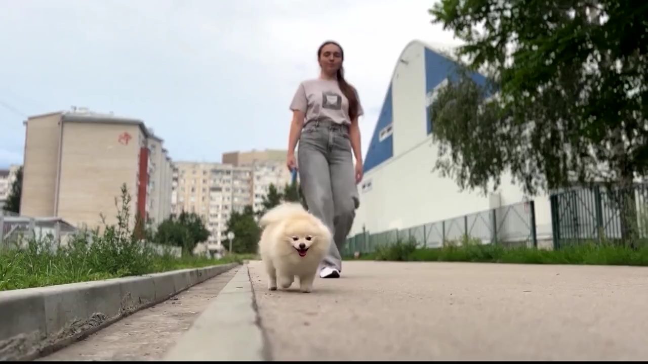 Бесплатное чипирование и стерилизация собак в Барнауле