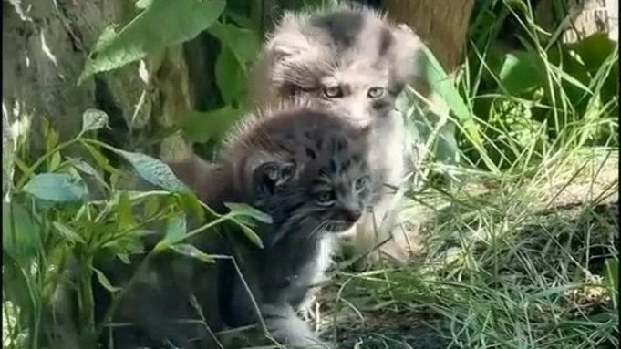 Котята манула Пепе резвятся в Ленинградском зоопарке