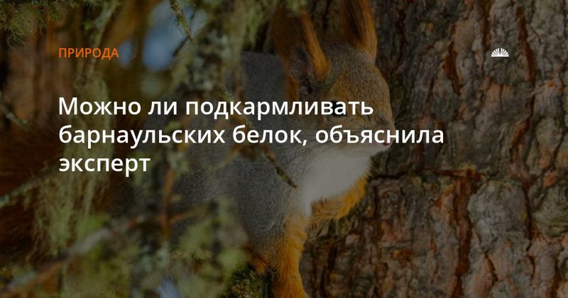 Можно ли кормить белок в барнаульских парках: объяснила эксперт