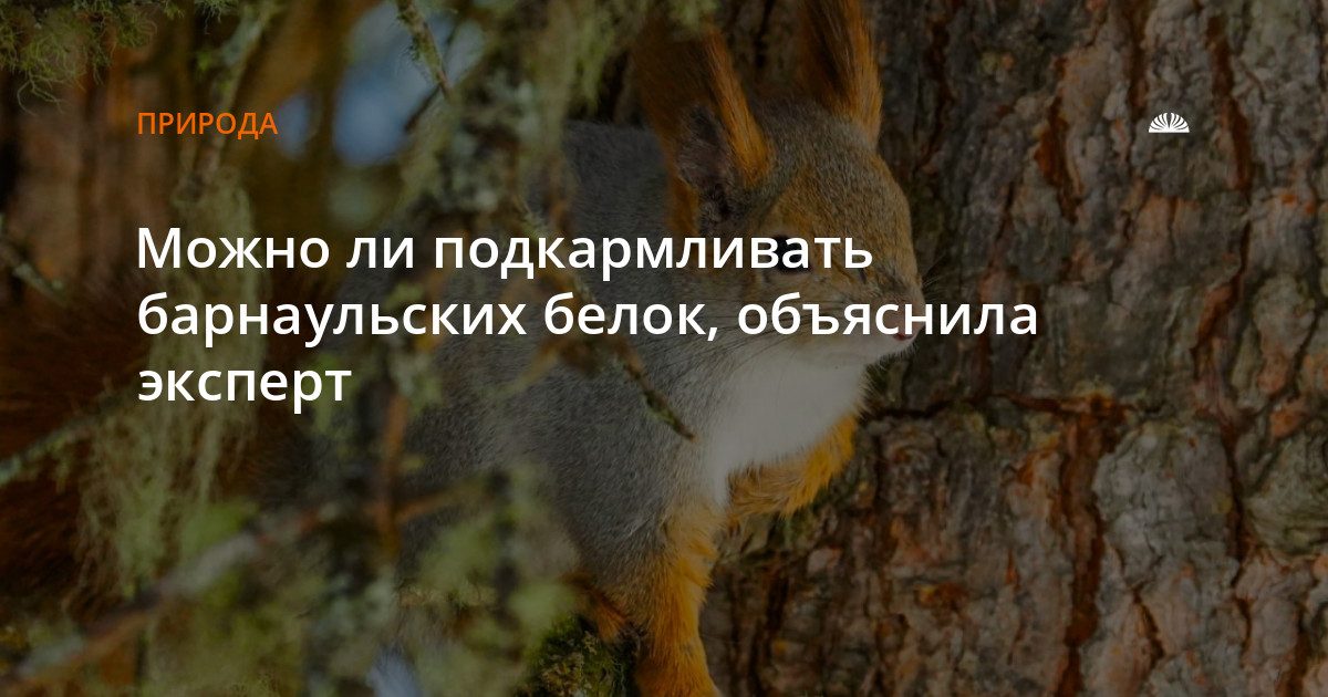 Можно ли кормить белок в барнаульских парках: объяснила эксперт