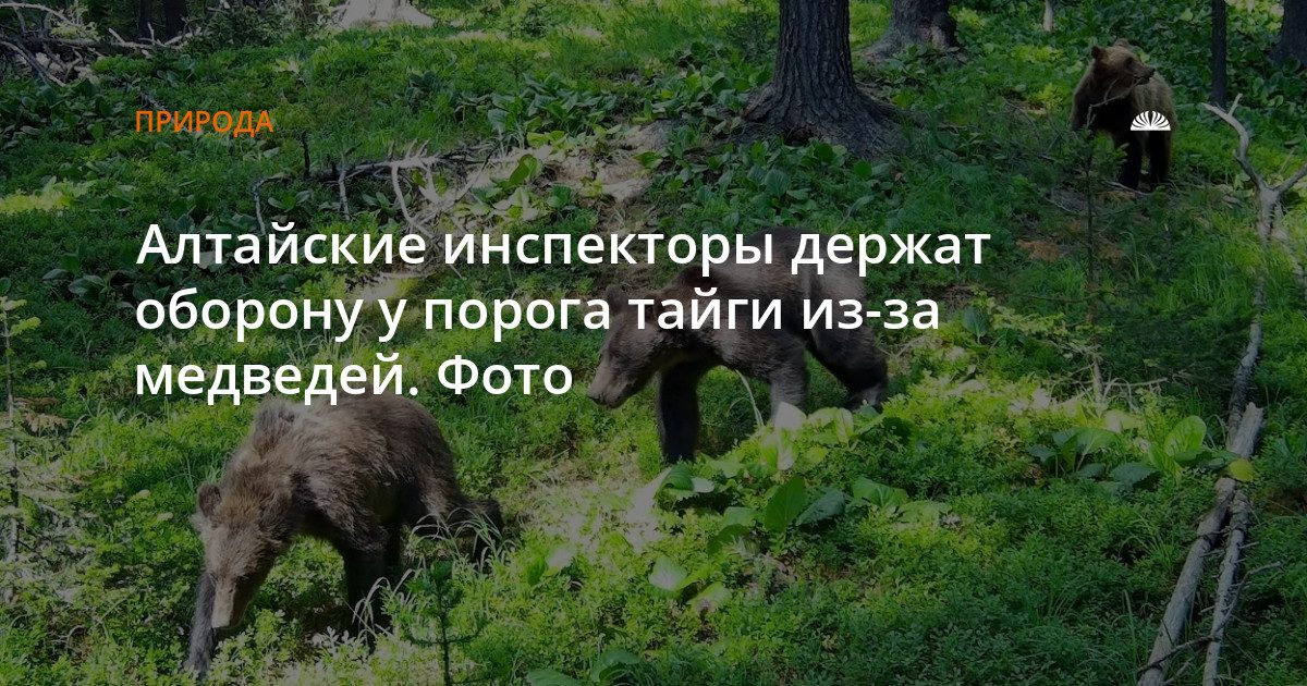 Алтайские инспекторы охраняют село Яйлю от медведей