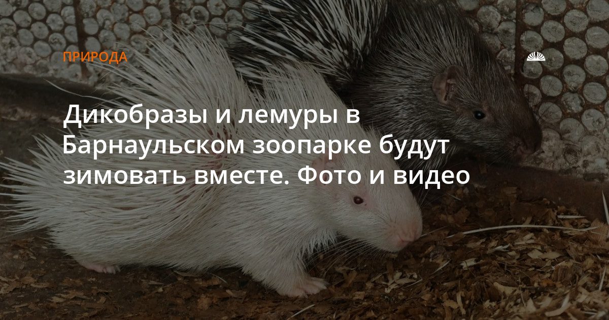 Дикобразы и лемуры в барнаульском зоопарке зимуют вместе