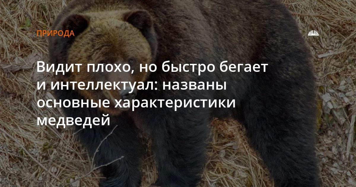 Медведи видят плохо, но быстро бегают и отличаются характером