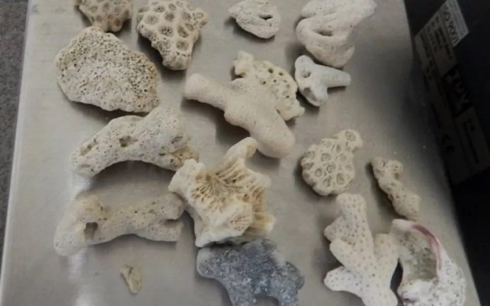 Таможня изъяла 17 кораллов у барнаульца, прилетевшего из Вьетнама
