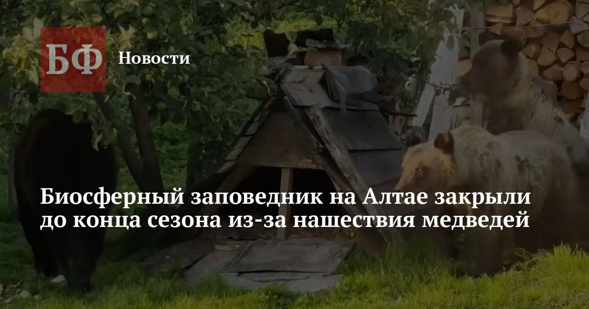 В Республике Алтай продлили комендантский час из-за медведей