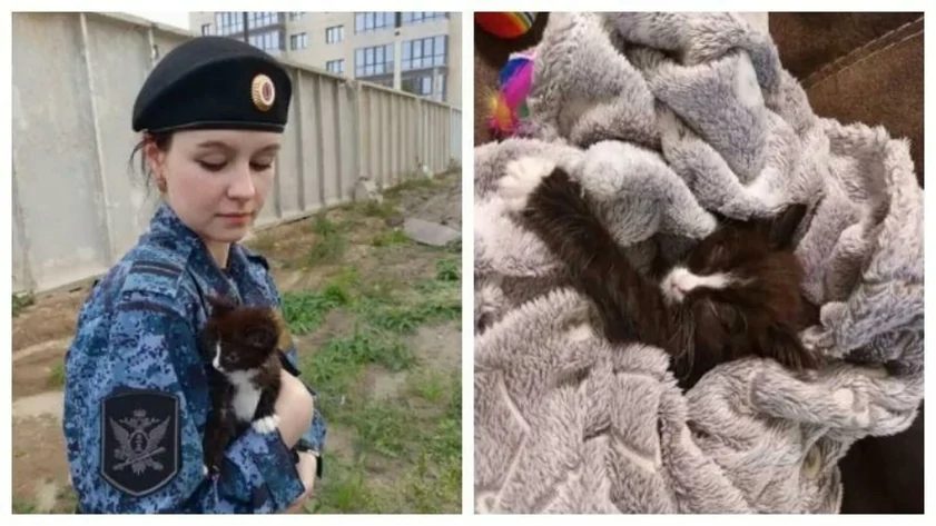 Пристав из Алтайского края нашла дом котенку, найденному в Барнауле