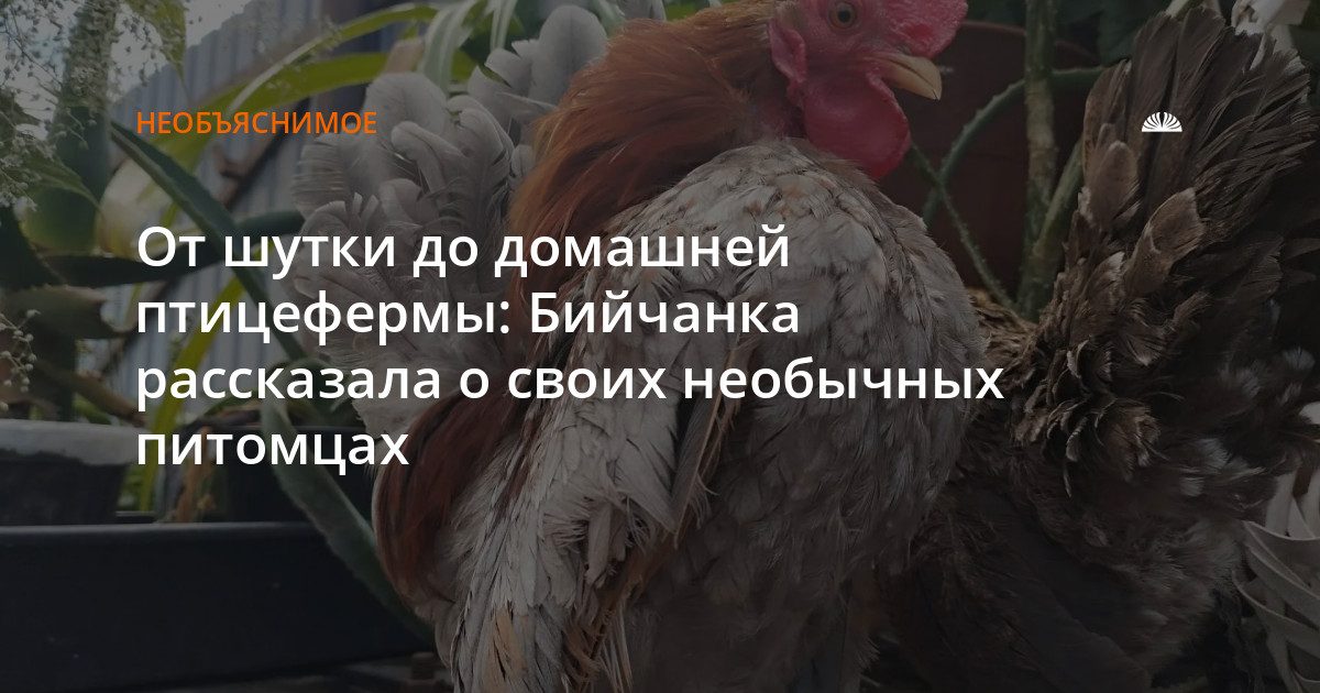 Жительница Бийска содержит декоративных кур породы серама в квартире