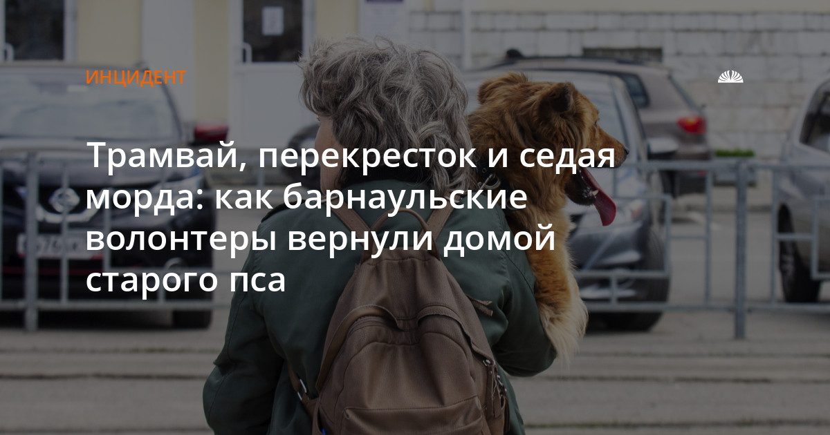 Волонтеры вернули домой старого пса, которого сбила машина на Попова