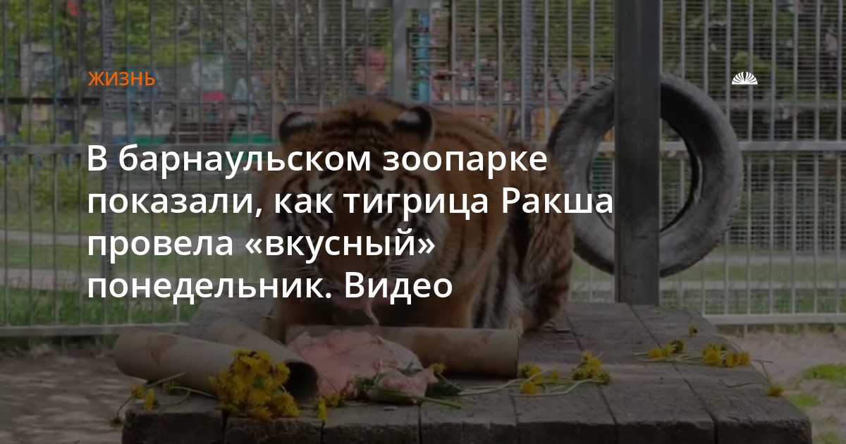 Тигрица Ракша из барнаульского зоопарка позавтракала мясом