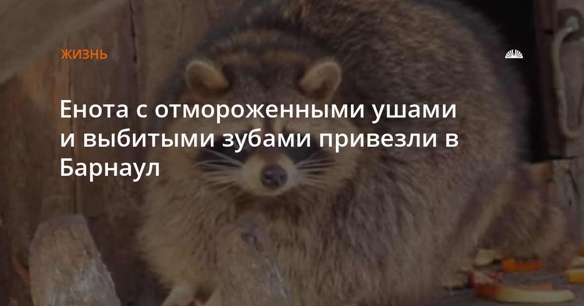 Енота с отмороженными ушами привезли в Барнаул на лечение