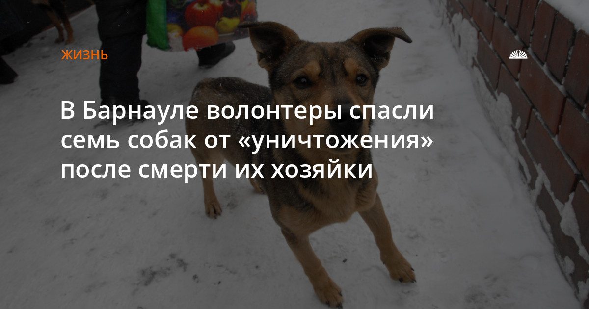 В Барнауле спасли семь собак, которых родственники хотели уничтожить