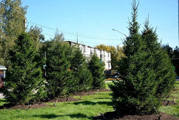 Осенью в Барнауле высадят почти тысячу деревьев