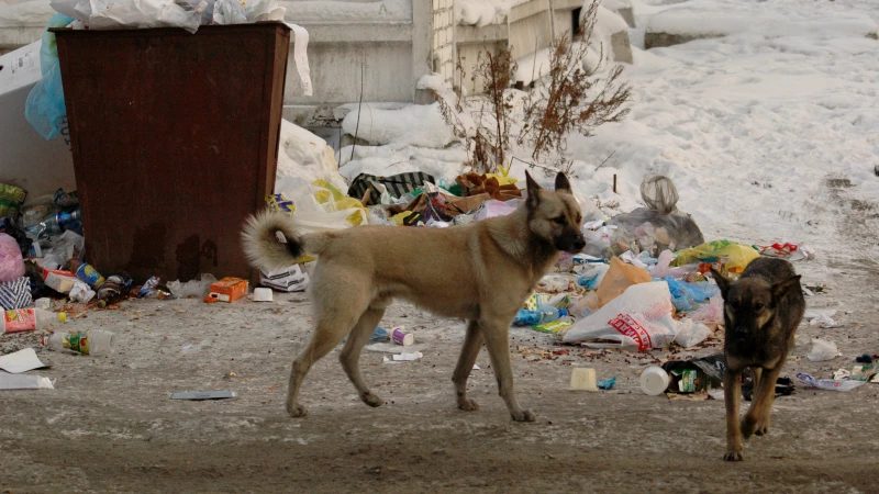 В поселке Пригородный жители жалуются на агрессивных бродячих собак