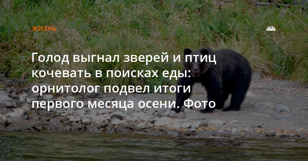Голод заставил зверей и птиц кочевать в поисках еды: итоги сентября в заповеднике