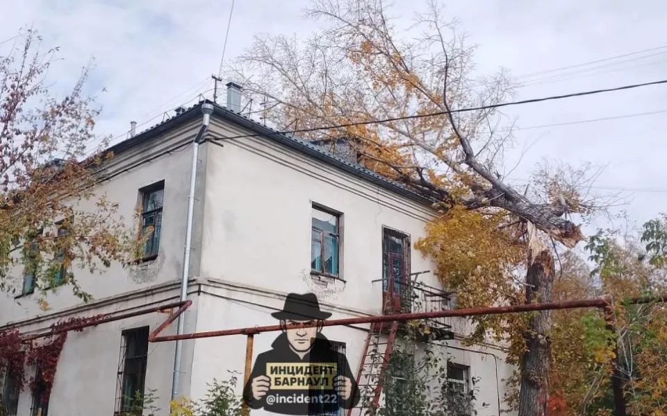 Дерево обрушилось на крышу дома на улице 40 лет Октября