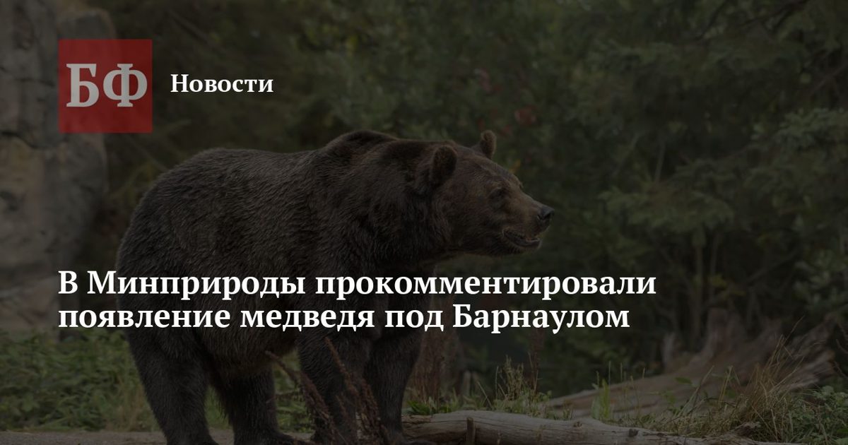 Медведь появился под Барнаулом из-за нехватки корма в лесу