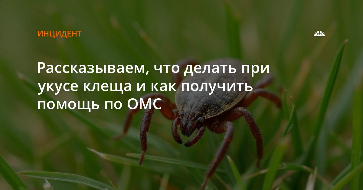 Что делать при укусе клеща и как получить помощь по ОМС в Барнауле