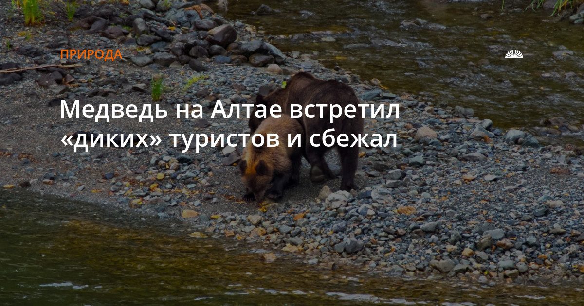 Медведь на тропе к водопаду Учар испугался криков туристов и убежал