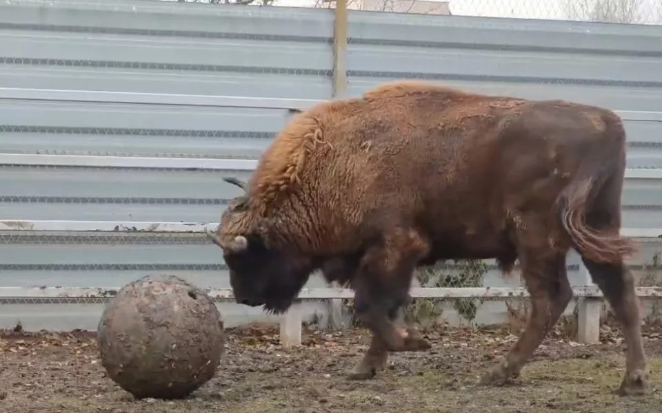 Зубр Мурашик устроил тренировку с мячом в барнаульском зоопарке