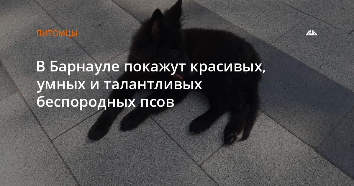 В парке «Изумрудный» пройдёт выставка беспородных собак «Кубок Барбоса»