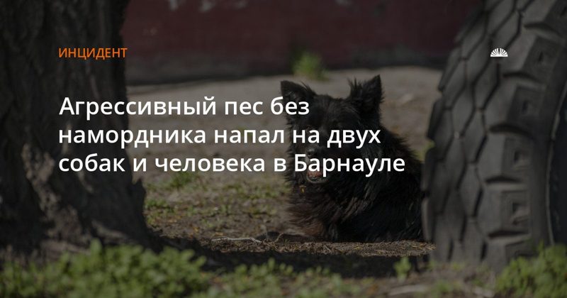 Агрессивная собака без намордника напала на двух собак и человека на ул. Веры Кащеевой