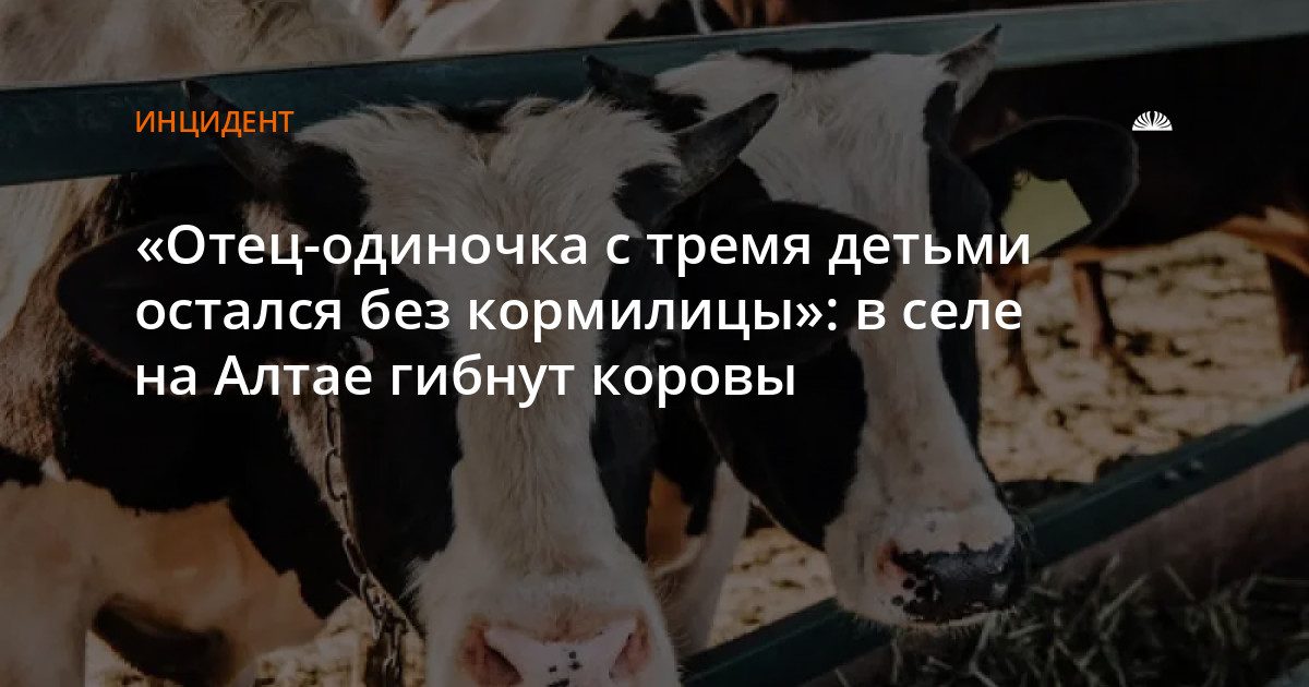 В селе Борисово погибли коровы после питья воды из лужи на территории предприятия