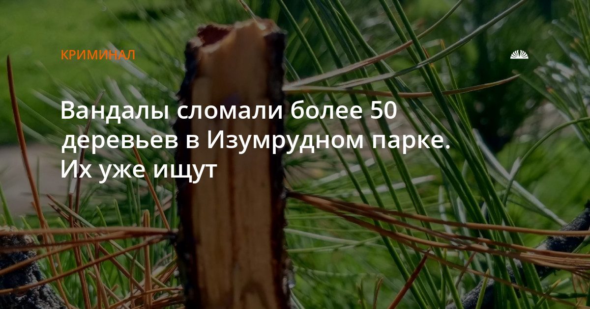 В барнаульском парке "Изумрудный" сломали более 50 молодых деревьев