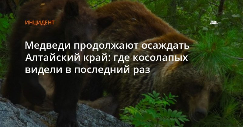 Медведи вышли к дорогам и селам Алтайского края