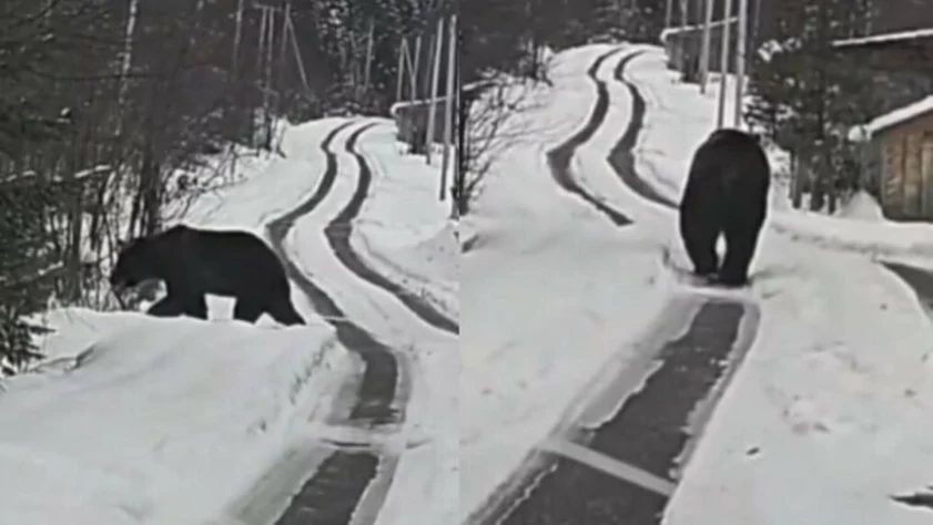 Медведи вновь вышли на улицы Белокурихи и сломали забор