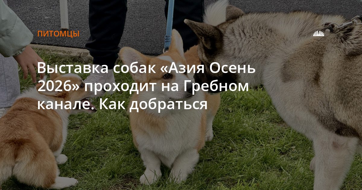 Выставка собак «Азия Осень 2026» на Гребном канале