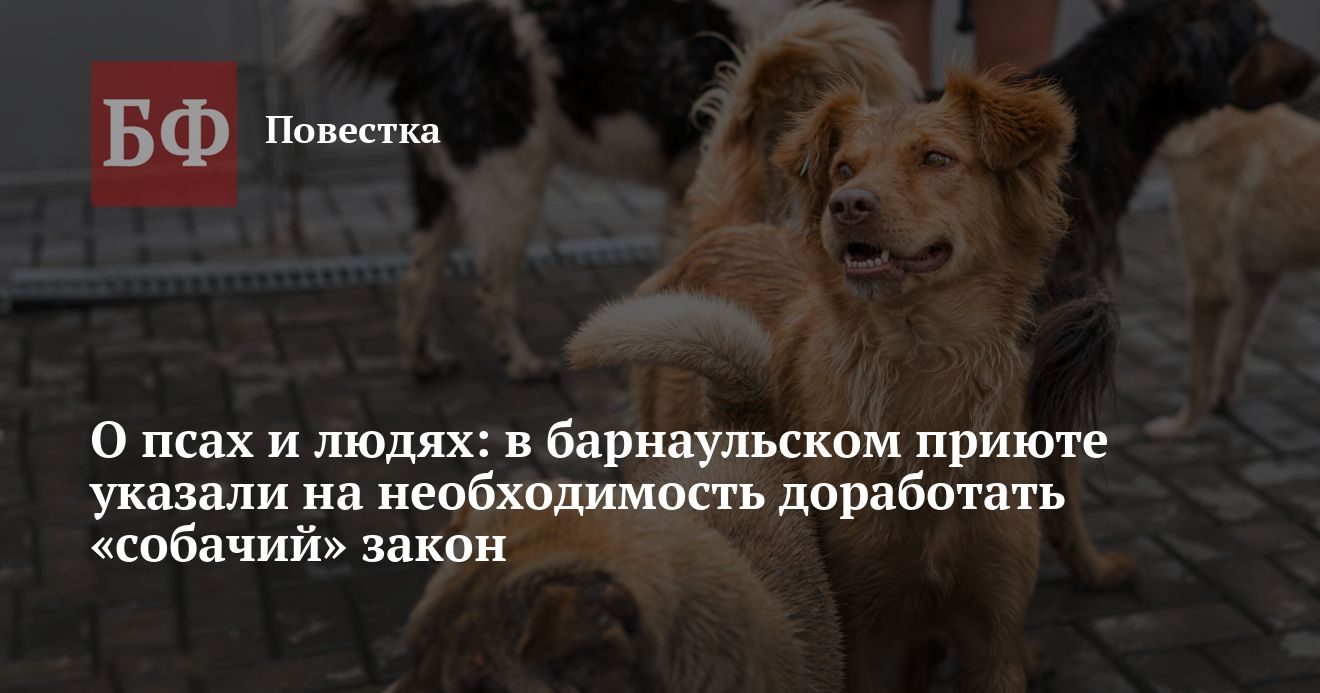 В барнаульском приюте призвали доработать региональные законы о животных